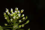 Roadside pennycress 